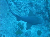 SAONA ISLAND / SHARK POINT 